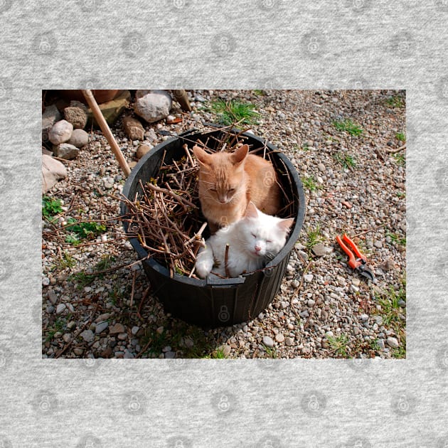 Two Cats in Garden Tub by jojobob